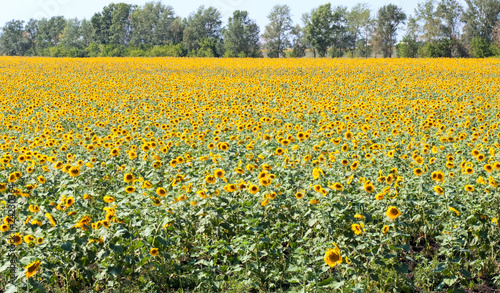Sunflower field © Imaster