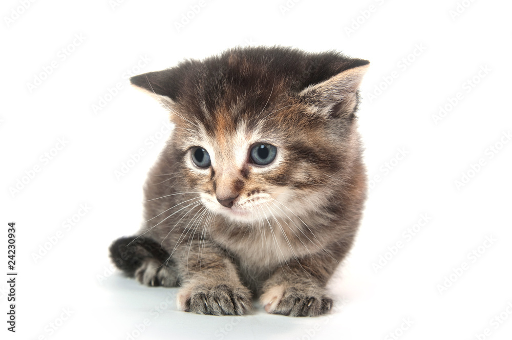 Fototapeta premium adorable tabby kltten on white