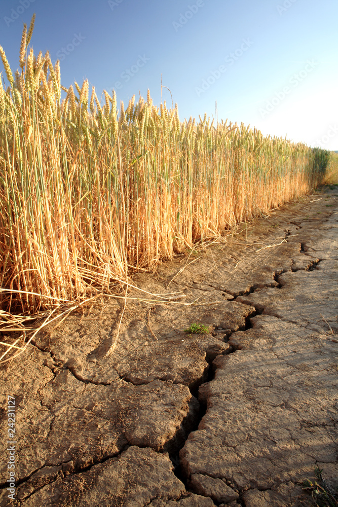 Obraz premium Dürre
