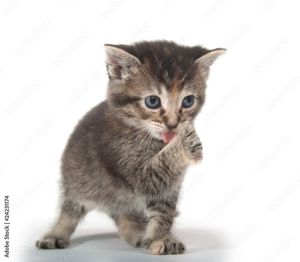 Cute tabby kitten licking its paw