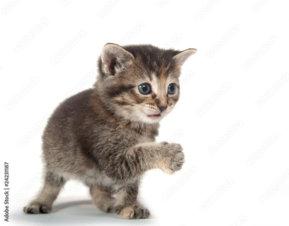Cute tabby kitten with its paw up Cute tabby kitten with its paw up