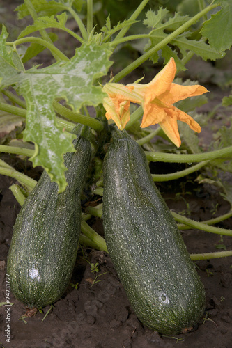 Tapety artystyczne Vegetable marrows
