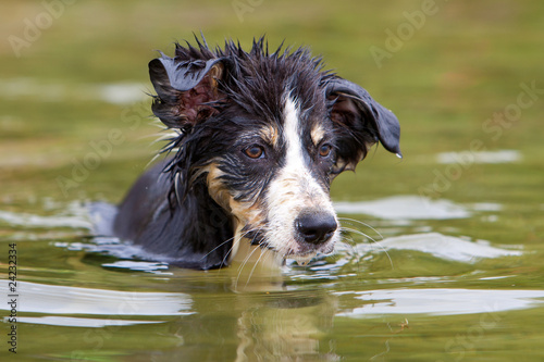 Bordercollie im Wasser