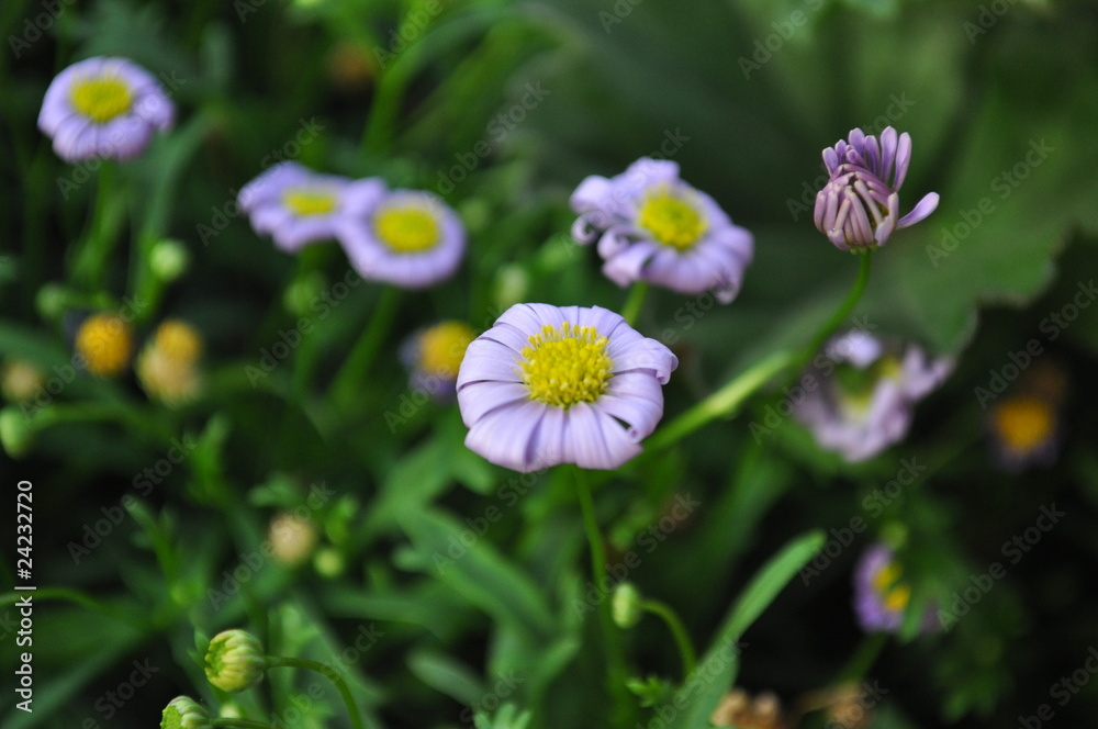 Eitles Gänseblümchen Eitles Gänseblümchen
