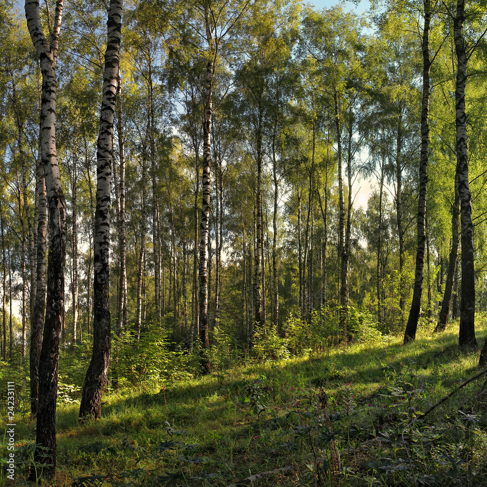 Birch grove.