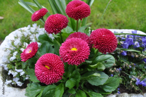 Und doch ein Gänseblümchen! photo