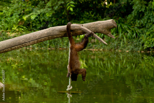 Hanging from tree © Ror