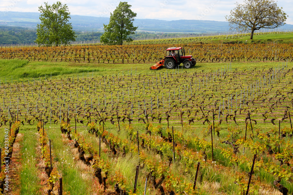 vineyard