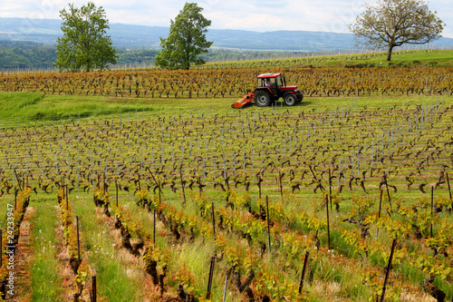 Obraz na płótnie vineyard w salonie