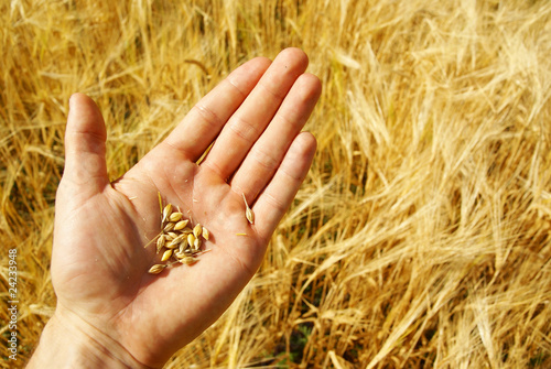 Succes, grain harvest