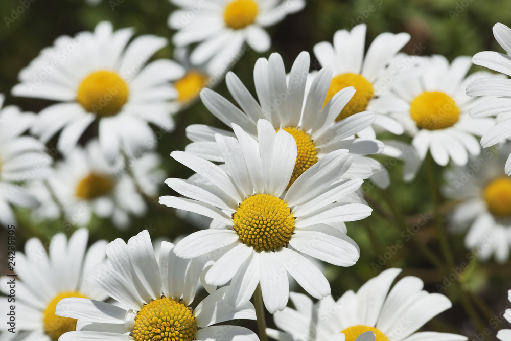 Obraz premium Field of daisies. Macro photo.