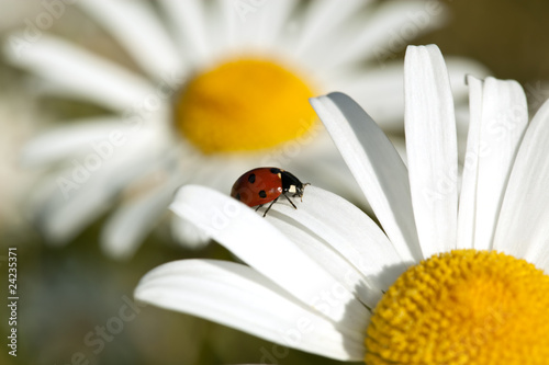 Ladybug on daisy. Macro photo.