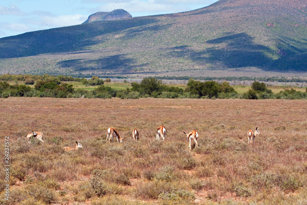 Herd of Springbok on a plain in the Karoo, South Africa