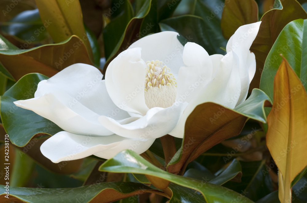 Naklejka premium Flower of the Magnolia grandiflora