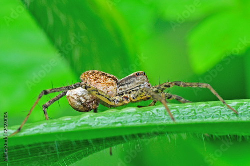 wolf spider with a sac