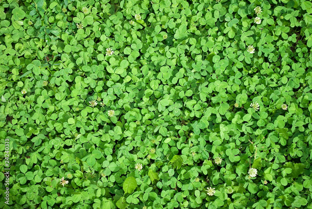 Clover grass background
