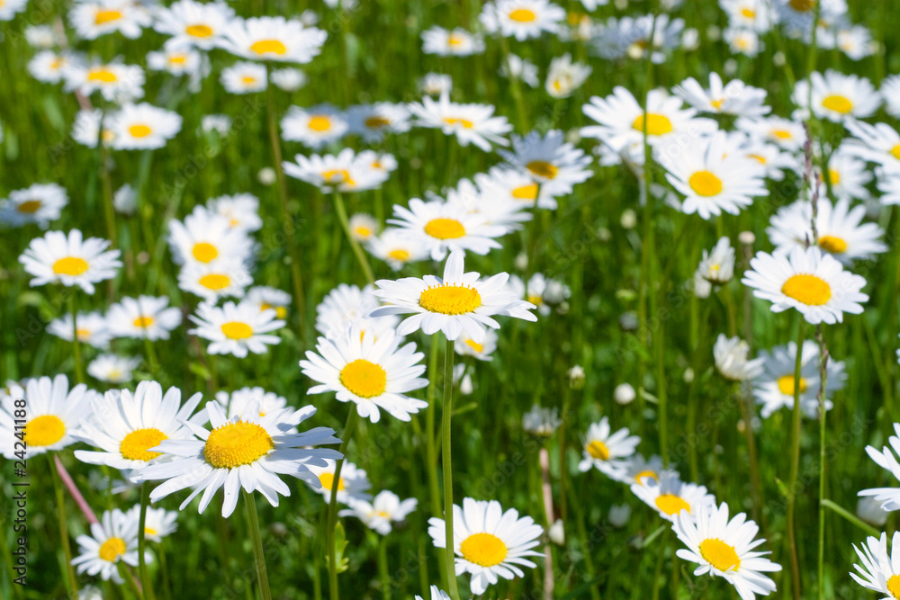 Close-up of sunny chamomile-daisy field