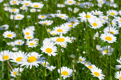 Close-up of sunny chamomile-daisy field