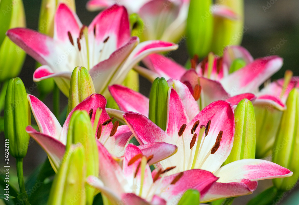 Beautiful hemerocallis, pink flowers