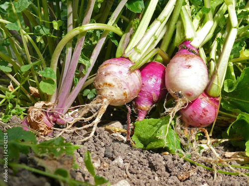 Mairübchen photo