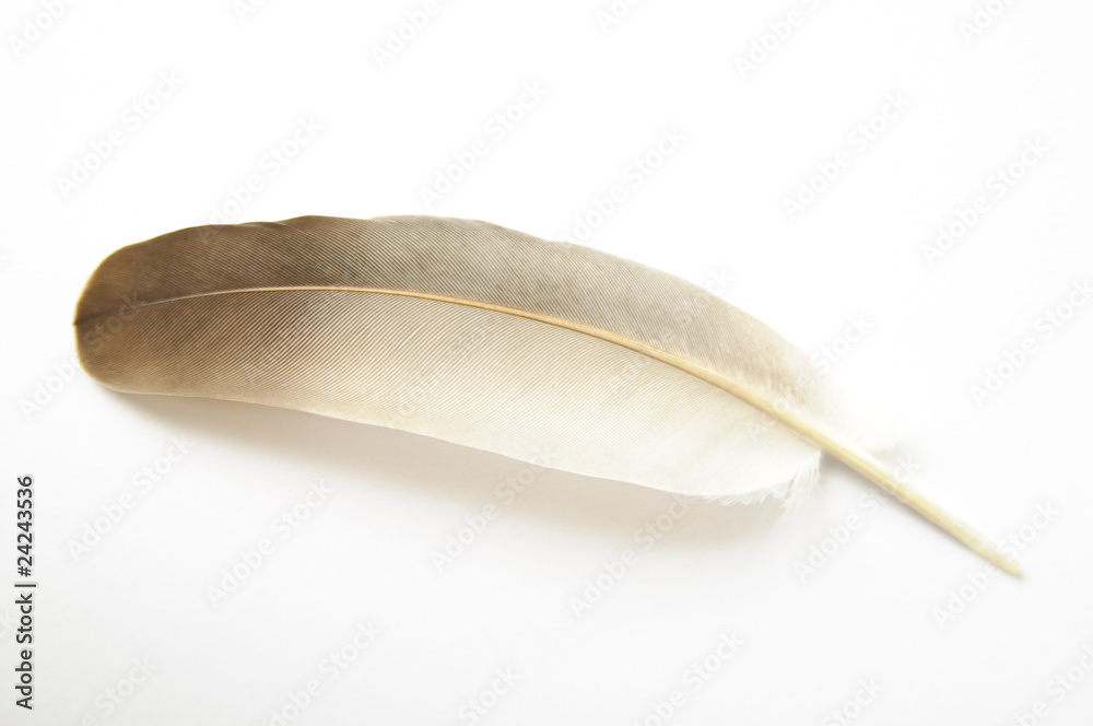 Feather on white background #2.