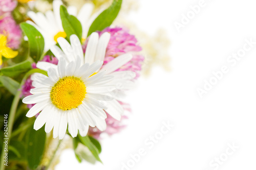 Bouquet of wild flowers isolated on white background