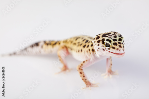 Young Leopard gecko a white background © Sebastian Duda