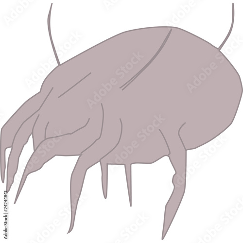 acari