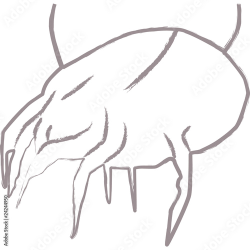 acari