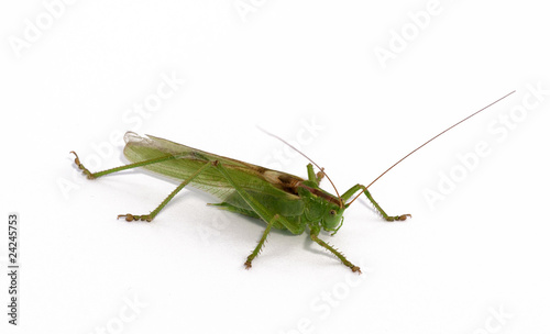grasshopper © Zbyszek Nowak