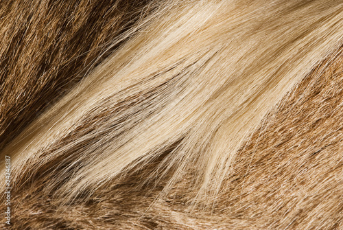 fur textures