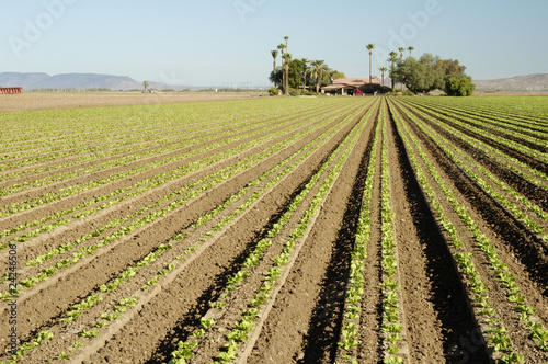 lettuce field
