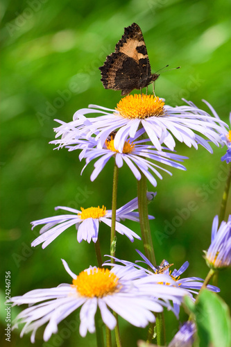Butterfly on fine chamomile flower #24246756