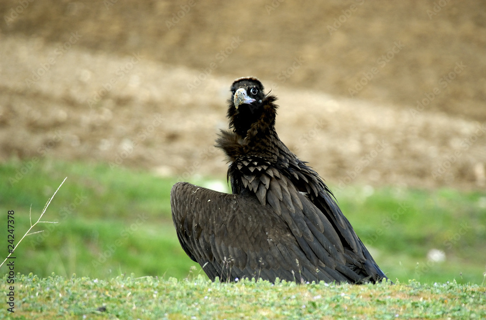 Obraz premium Buitre negro