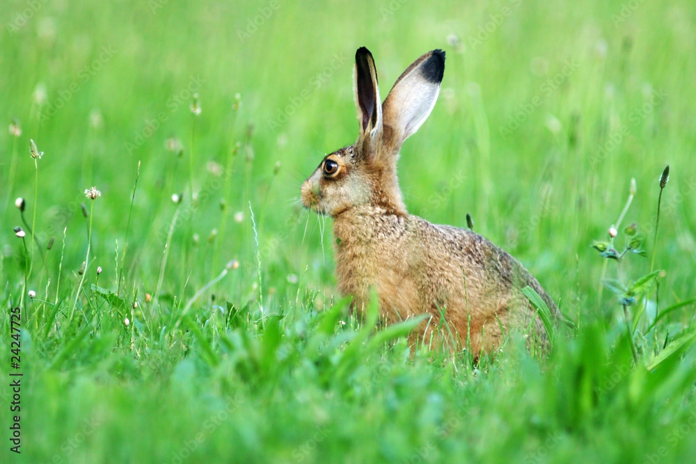 Animal sauvage Animal sauvage