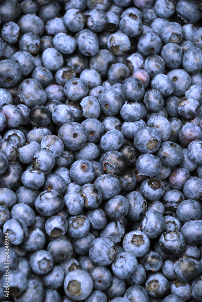 Blaubeeren Vaccinium myrtillus Heidelbeeren Ernte Blaubeeren Vaccinium myrtillus Heidelbeeren Ernte