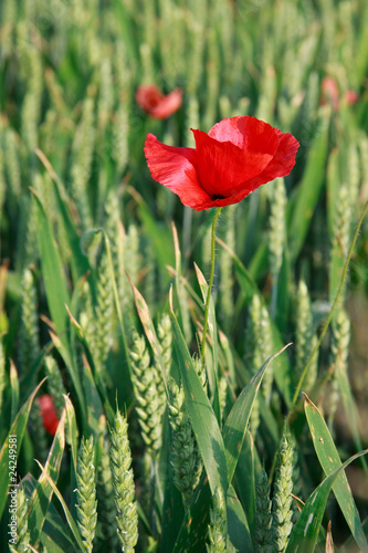 fiore di papavero in campo di grano