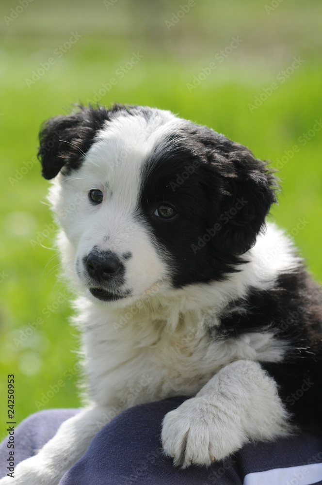 BORDER COLLIE, 2 MESI