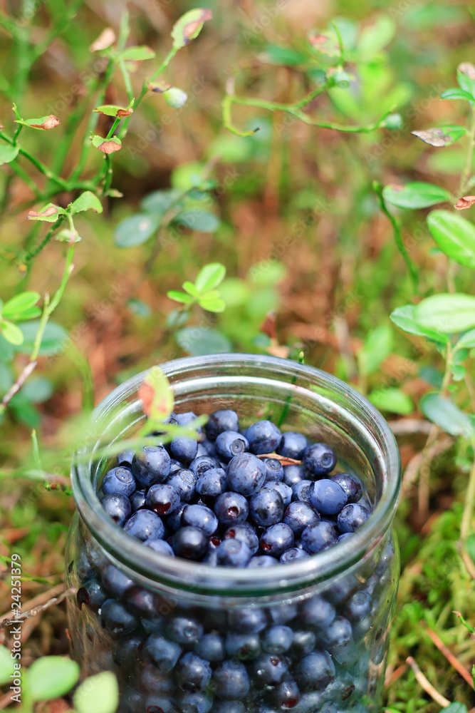 bilberries in the jar bilberries in the jar