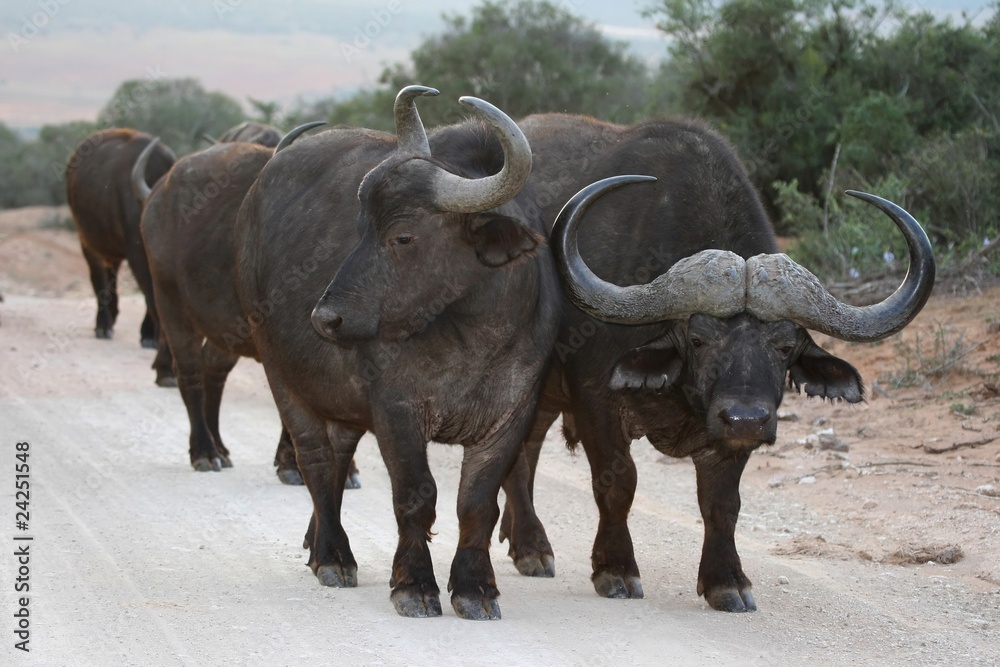 African Buffalo Herd African Buffalo Herd