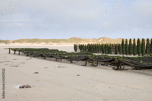 Moules de Bouchots Picardie photo