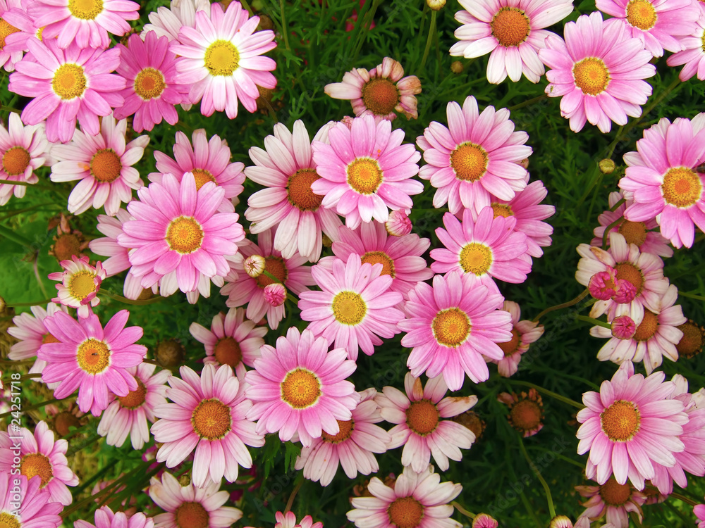 Pink Marguerites Pink Marguerites