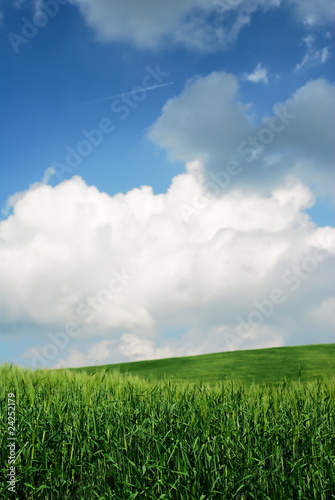 Green wheat fields