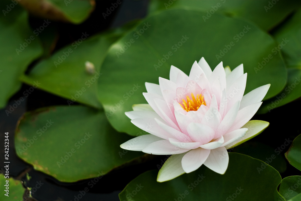 Water Lily Water Lily