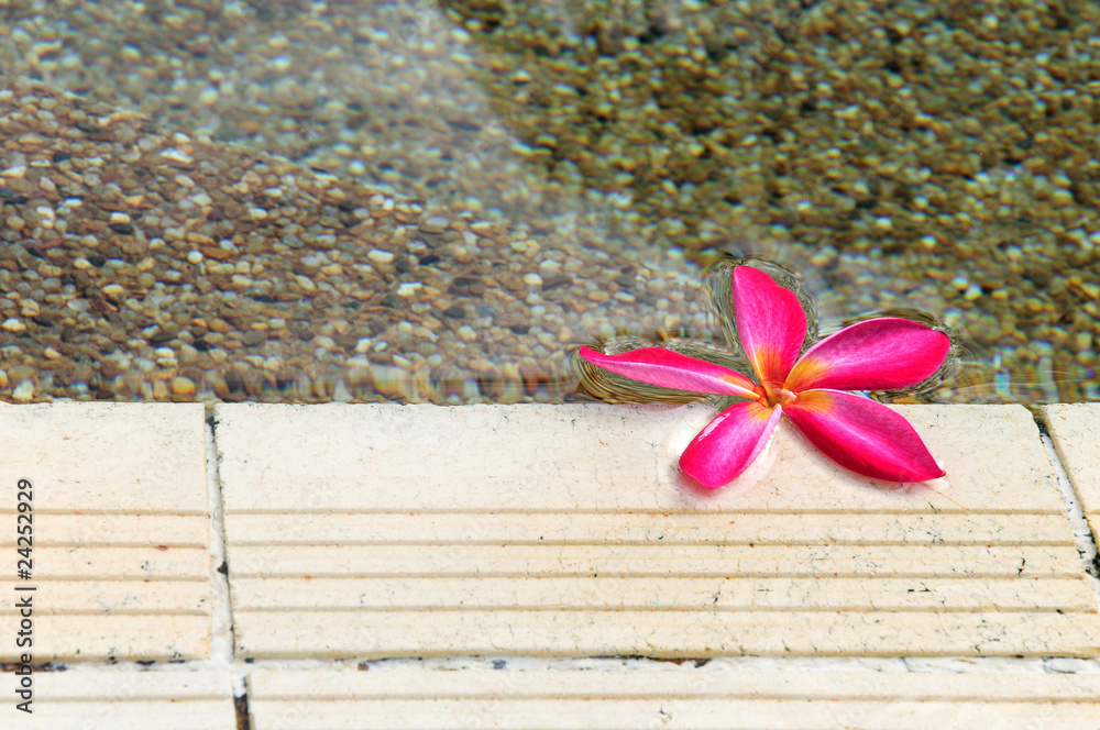 Plumeria flowers Plumeria flowers