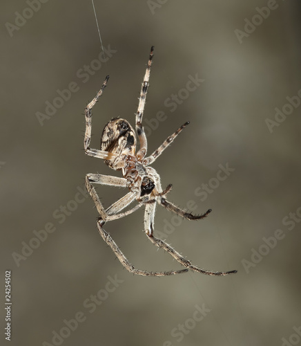 spinne spider 05 photo