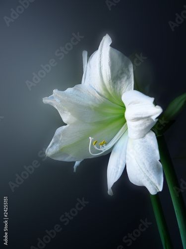 amarylis  - lilia flower