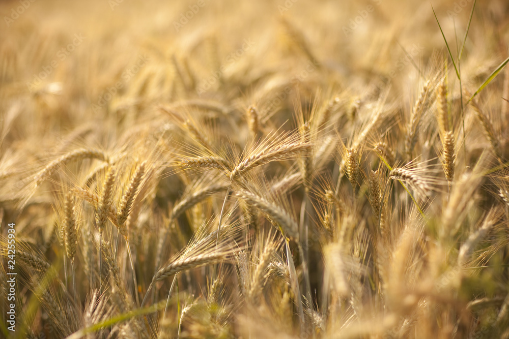 Fototapeta premium Wheatfield