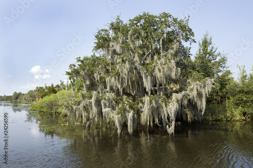 Bayou