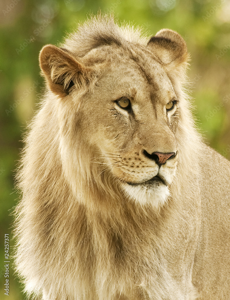 Obraz premium Male Lion Profile